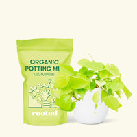 Small Neon Philodendron (Philodendron cordatum) in a white rounded pot and a bag of soil.