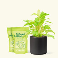 Medium Philodendron 'Neon' (Philodendron cordatum) in a black cylinder pot and two bag of soil.