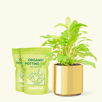 Medium Philodendron 'Neon' (Philodendron cordatum) in a gold cylinder pot and two bag of soil.
