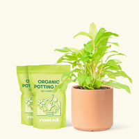 Medium Philodendron 'Neon' (Philodendron cordatum) in a peach cylinder pot and two bag of soil.