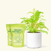 Medium Philodendron 'Neon' (Philodendron cordatum) in a white cylinder pot and two bag of soil.