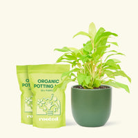 Medium Philodendron 'Neon' (Philodendron cordatum) in a green rounded pot and two bag of soil.