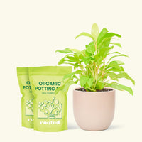 Medium Philodendron 'Neon' (Philodendron cordatum) in a pink rounded pot and two bag of soil.