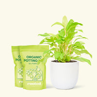 Medium Philodendron 'Neon' (Philodendron cordatum) in a white rounded pot and two bag of soil.