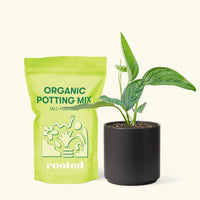 Small Monstera Karstenianum 'Peru' (Monstera 'Peru') in a black cylinder pot and a bag of soil.