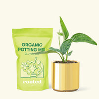 Small Monstera Karstenianum 'Peru' (Monstera 'Peru') in a gold cylinder pot and a bag of soil.