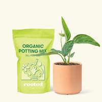 Small Monstera Karstenianum 'Peru' (Monstera 'Peru') in a peach cylinder pot and a bag of soil.