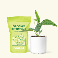 Small Monstera Karstenianum 'Peru' (Monstera 'Peru') in a white cylinder pot and a bag of soil.