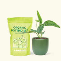 Small Monstera Karstenianum 'Peru' (Monstera 'Peru') in a green rounded pot and a bag of soil.