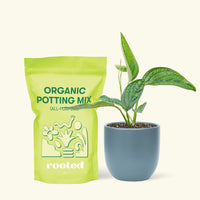 Small Monstera Karstenianum 'Peru' (Monstera 'Peru') in a indigo rounded pot and a bag of soil.