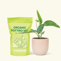 Small Monstera Karstenianum 'Peru' (Monstera 'Peru') in a pink rounded pot and a bag of soil.