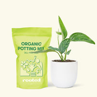 Small Monstera Karstenianum 'Peru' (Monstera 'Peru') in a white rounded pot and a bag of soil.