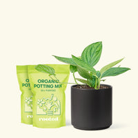 Medium Monstera 'Peru' (Monstera Karstenianum 'Peru') in a black cylinder pot and two bag of soil.