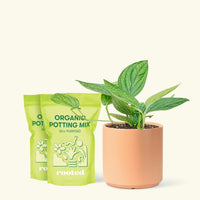 Medium Monstera 'Peru' (Monstera Karstenianum 'Peru') in a peach cylinder pot and two bag of soil.