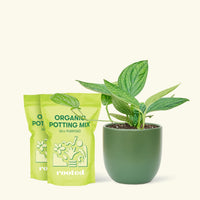 Medium Monstera 'Peru' (Monstera Karstenianum 'Peru') in a green rounded pot and two bag of soil.