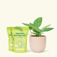 Medium Monstera 'Peru' (Monstera Karstenianum 'Peru') in a pink rounded pot and two bag of soil.