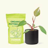 Small Philodendron erubescens 'Pink Princess' (Philodendron 'Pink Princess') in a black cylinder pot and a bag of soil.