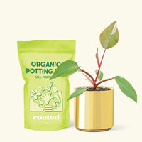 Small Philodendron erubescens 'Pink Princess' (Philodendron 'Pink Princess') in a gold cylinder pot and a bag of soil.