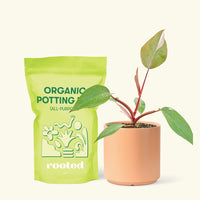 Small Philodendron erubescens 'Pink Princess' (Philodendron 'Pink Princess') in a peach cylinder pot and a bag of soil.