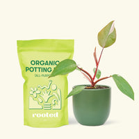 Small Philodendron erubescens 'Pink Princess' (Philodendron 'Pink Princess') in a green rounded pot and a bag of soil.