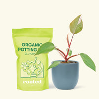Small Philodendron erubescens 'Pink Princess' (Philodendron 'Pink Princess') in a indigo rounded pot and a bag of soil.