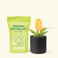 Small Philodendron Prince of Orange in a black cylinder pot and a bag of soil.