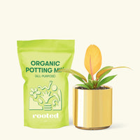 Small Philodendron Prince of Orange in a gold cylinder pot and a bag of soil.