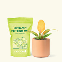 Small Philodendron Prince of Orange in a peach cylinder pot and a bag of soil.
