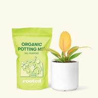 Small Philodendron Prince of Orange in a white cylinder pot and a bag of soil.
