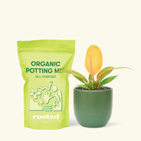 Small Philodendron Prince of Orange in a green rounded pot and a bag of soil.