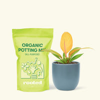 Small Philodendron Prince of Orange in a indigo rounded pot and a bag of soil.