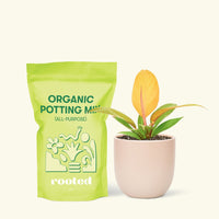Small Philodendron Prince of Orange in a pink rounded pot and a bag of soil.