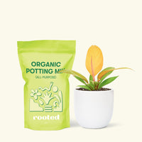 Small Philodendron Prince of Orange in a white rounded pot and a bag of soil.