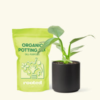 Small Philodendron 'Silver Sword' (Philodendron hastatum) in a black cylinder pot and a bag of soil.