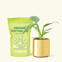 Small Philodendron 'Silver Sword' (Philodendron hastatum) in a gold cylinder pot and a bag of soil.