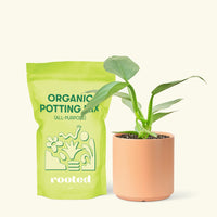 Small Philodendron 'Silver Sword' (Philodendron hastatum) in a peach cylinder pot and a bag of soil.