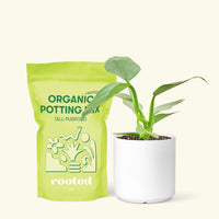 Small Philodendron 'Silver Sword' (Philodendron hastatum) in a white cylinder pot and a bag of soil.
