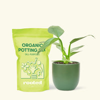 Small Philodendron 'Silver Sword' (Philodendron hastatum) in a green rounded pot and a bag of soil.