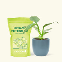 Small Philodendron 'Silver Sword' (Philodendron hastatum) in a indigo rounded pot and a bag of soil.
