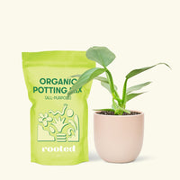 Small Philodendron 'Silver Sword' (Philodendron hastatum) in a pink rounded pot and a bag of soil.