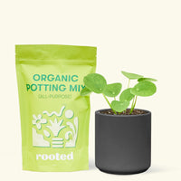 A bag of Organic Potting Mix to the left of a Chinese Money Plant in a black cylinder ceramic pot.