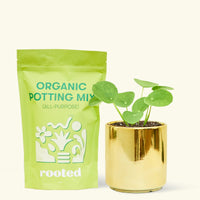 A bag of Organic Potting Mix to the left of a Chinese Money Plant in a gold cylinder ceramic pot.