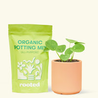 A bag of Organic Potting Mix to the left of a Chinese Money Plant in a peach cylinder ceramic pot.