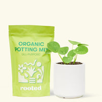 A bag of Organic Potting Mix to the left of a Chinese Money Plant in a white cylinder ceramic pot.
