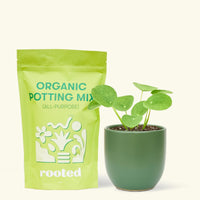 A bag of Organic Potting Mix to the left of a Chinese Money Plant in a forest rounded ceramic pot.