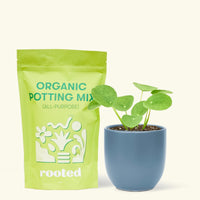 A bag of Organic Potting Mix to the left of a Chinese Money Plant in a indigo rounded ceramic pot.