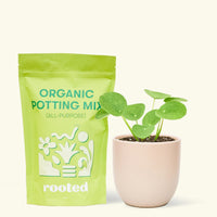 A bag of Organic Potting Mix to the left of a Chinese Money Plant in a pink rounded ceramic pot.