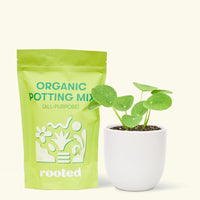 A bag of Organic Potting Mix to the left of a Chinese Money Plant in a white rounded ceramic pot.