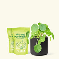 Chinese Money Plant, Medium