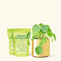 Chinese Money Plant, Medium